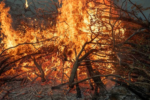 Burning branches with intense flames in a strong fire