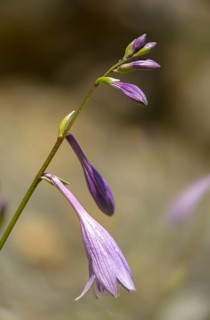 Erythronium dens-canis, European dog tooth, dog Fawn Lily, dog tooth violet, dogtooth violet,