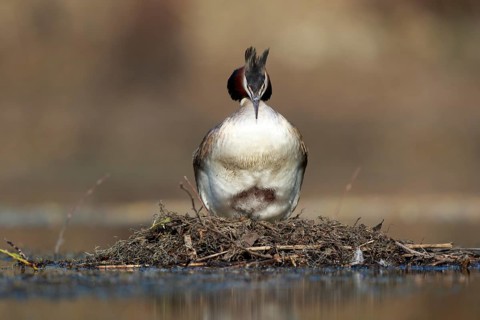 Great Crested Grebe (Podiceps cristatus) on nest, North Rhine-Westphalia, Germany