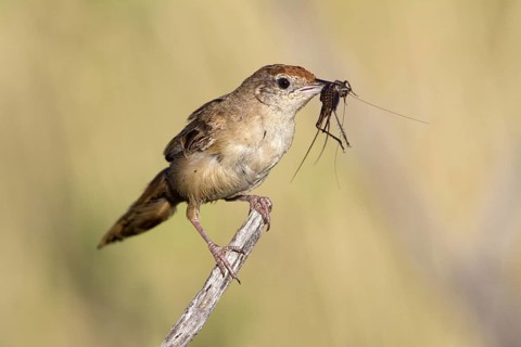 Spinifexbird (Megalurus carteri) with insect prey, Western Australia, Australia