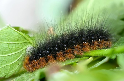 Arctia caja, arctiida, brown bear, bear moth, garden tiger, great tiger moth, butterfly, inchworm,
