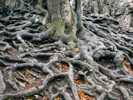 Branched beech roots dig into the soil, Sauerland, North Rhine-Westphalia, Germany