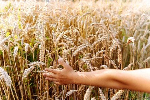 A child hand runs over ears of wheat in the field. A boy touches cereals growing in an agricultural