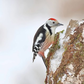 Middle Spotted Woodpecker (Dendrocopos medius) foraging on the trunk of a grey birch (Betula