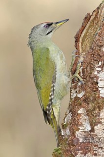 Grey-headed Woodpecker (Picus canus), a male perched on the trunk of a grey birch (Betula