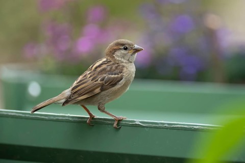 House sparrow (Passer domesticus) adult garden bird on a plant raised bed, England, United Kingdom