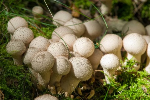 Bottle bovist, bottle dust, lycoperdone perlatum, dust, common puffball, devil's snuff box, fungi,