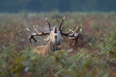 Red deer (Cervus elaphus) adult male stag animal roaring during the annual rut season in bracken in