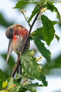 Acanthis cannabina, bloodtail, linaria cannabina, linnet, birds, plumage care, high size, portrait,