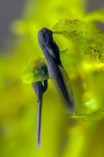 Bufo bufo, common toad, toad, amphibians, amphibians, one week old, high size, portrait, larva,