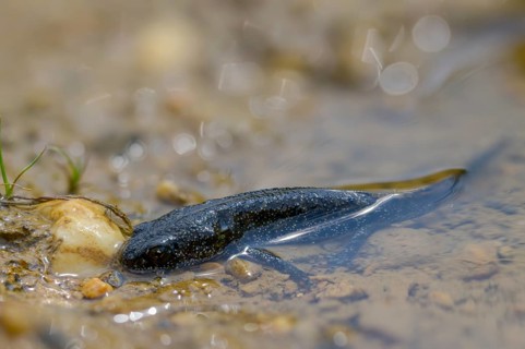 Great crested newt, crested newt, northern crested newt, Triturus cristatus, amphibians,