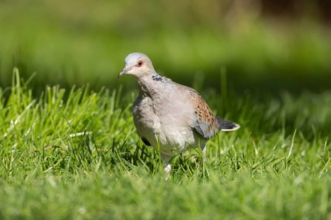 European turtle dove (Streptopelia turtur) adult bird in grassland, England, United Kingdom