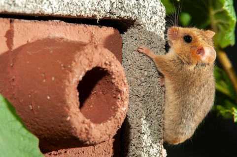 Hazel vole, Hazel dormouse, Muscardinus avellanarius, rodents, rodentia, bilche, dormice, dormouse,