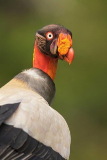 King Vulture (Sarcoramphus papa) perched on the ground in Costa Rica