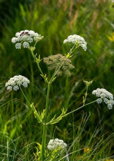 Apiaceae, berula erecta, umbelliferae, narrow-leaved merk, umbelliferae, berle, carrot, celery,