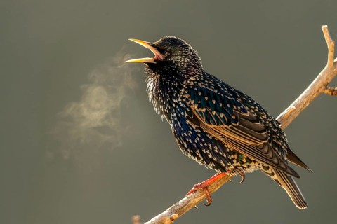 Star, Starling, Sturnus Vulgaris, Birds, Spring, Song, Passeri, Singing, Songbirds, Jump, Birds,