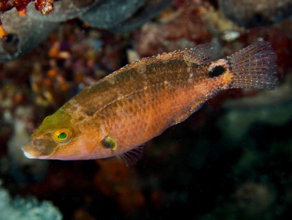 Orange Mediterranean wrasse (Symphodus mediterraneus) in an underwater reef, Hausriff dive site,