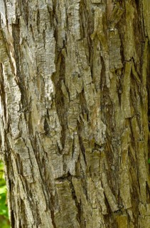Common white willow, common silver willow, head willow, salix alba, white willow, flora, high size,