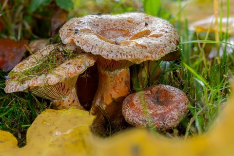 Real irritant, pine blood irritant, lactarius deliciosus, delicious milk cap, noble stimulant,