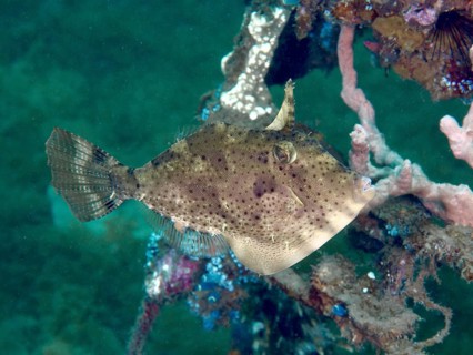 A brown fish with a camouflage pattern, the algae filefish (Pseudomonacanthus macrurus), swimming