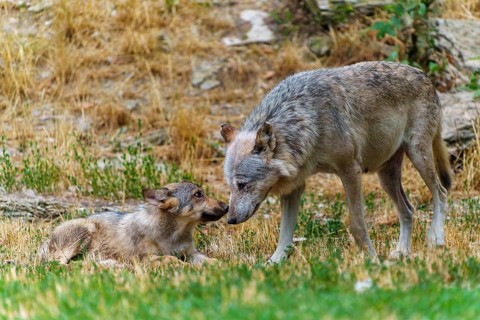 Timberwolf, wolf, American wolf (Canis lupus lycaon), Germany. An adult wolf sniffs a young pup in