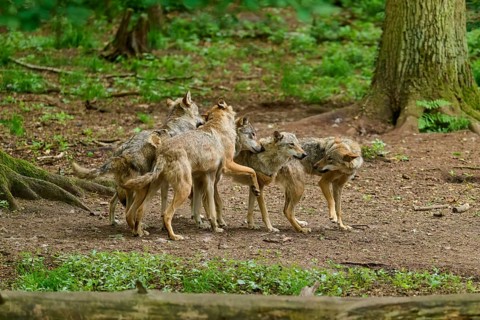 A pack of wolves displays dynamic and interactive behaviour in the forest, summer, wolf (Canis