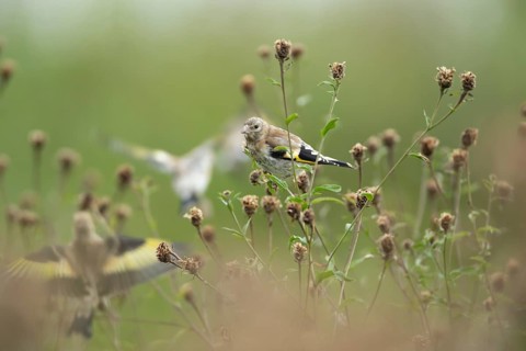 European goldfinch (Carduelis carduelis) juvenile bird on the stem of a Knapweed plant with seed