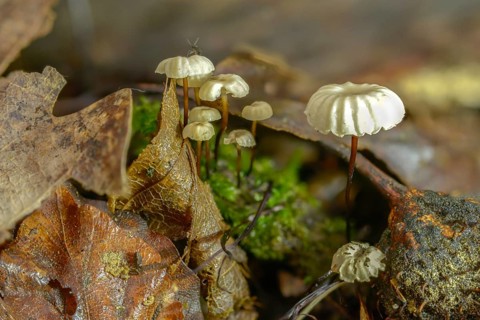 Collared Swindle, Marasmius Rotula, Collared Parachute, Fungus, Horse Hair Fungus, Little Wheel,