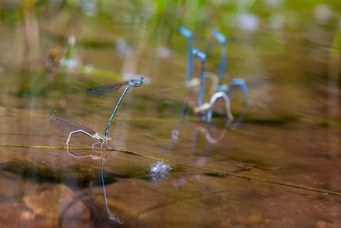 Azure damselfly, blue feather dragonfly, platycnemis pennipes, white-legged damselfly, Bulgaria,
