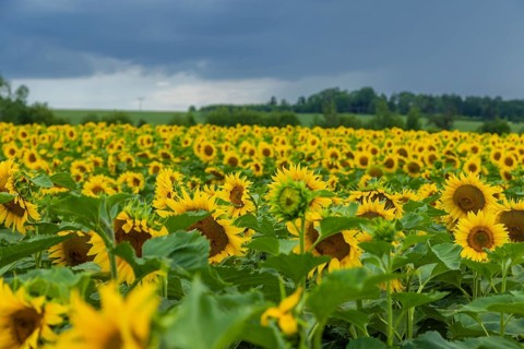Sonnenblumenfeld bei Bannewitz, Bannewitz, Saxony, Germany