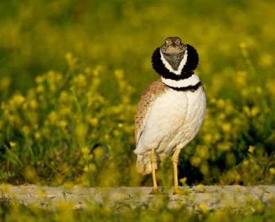 Little Bustard (Tetrax tetrax), at a courtship site amongst a stand of Sharp-seeded Diplotaxis