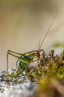 Barbitistes constrictus, eastern saw-tailed bush cricket, softwood sabre, grasshopper, grasshopper,