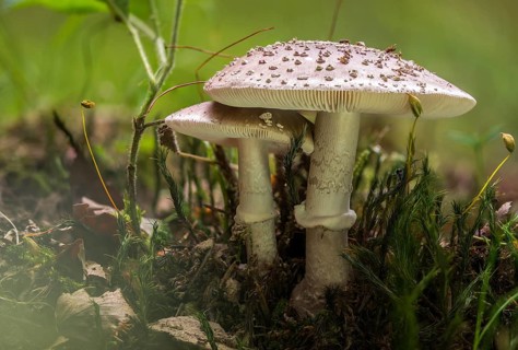 Amanita excelsa, amanita spissa, sunken bead, squat bead, gray fly sponge, gray pearl mushroom,