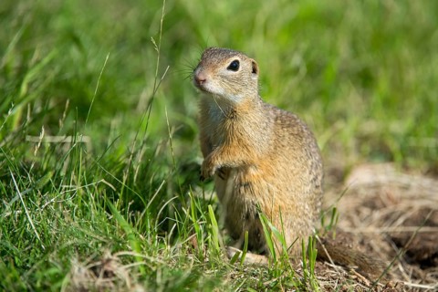 Citellus citellus, Czech Republic, European ground squirrel, common ground squirrel, rodents,