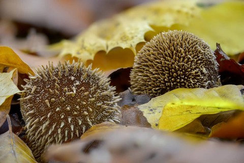 Hedgehog bovist, hedgehog dust, lycoperdon echinatum, dust, fungi, fungus, mushrooms, spiny