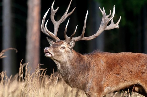 Artiodactyla, Cervus Elaphus, even-toed ungulate, cloven-hoofed, red deer, red deer, fleas, deer,