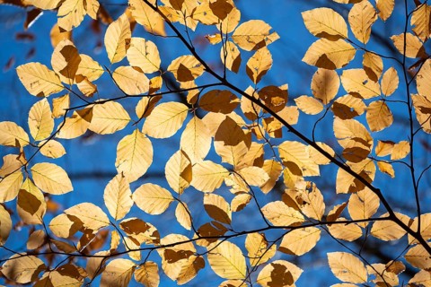 Beech leaves in autumn against a blue sky, Upper Bavaria, Bavaria, Germany