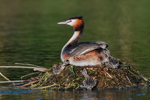 Great Crested Grebe (Podiceps scalloped ribbonfish) with chicks on the nest, North