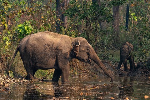 Elephant at watering hole, Asian elephant, Elephas maximus, Bardia National Park, jungle, jungle,