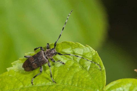 Lindenbock, Oplosia cinerea, Oplosia fennica, Deadwood Lindenbock, Beetle, Longhorn Beetle,