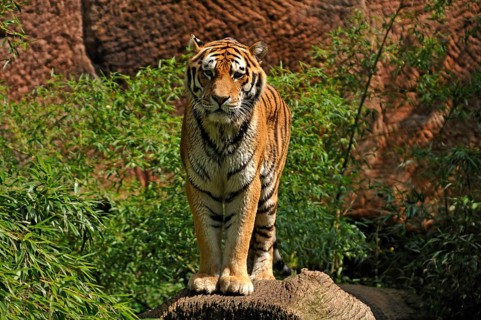 A Siberian tiger (Panthera tigris altaica) with wet fur on a tree trunk, Nuremberg Zoo, Am