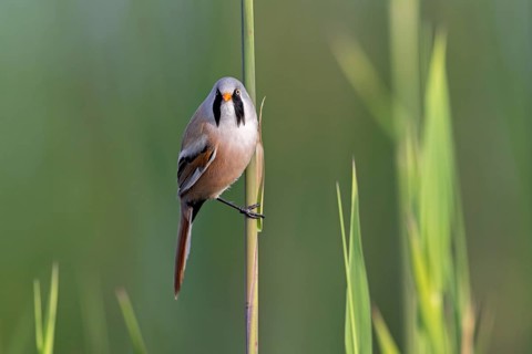 Bearded reedling, bearded tit (Panurus biarmicus) adult male in reedbed perched on reed stem at