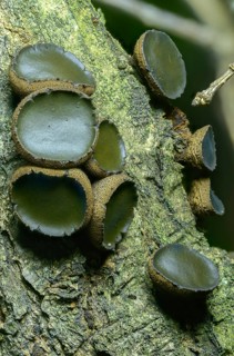 Black stud fungus, blood lava cup, Bulgaria inquinans, sequential decomposer, common dirt cup, lava