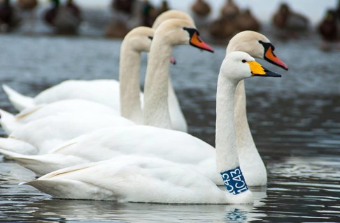 Cygnus cygnus, cygnus olor, mute swan, whooper swan, anatidae, birds, duckbirds, collared swan,