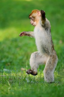 Barbary macaque or magot (Macaca sylvanus), a young monkey running upright across a meadow, in