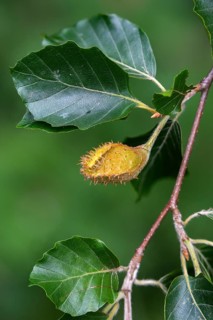 Beech plants, fagaceae, fagus sylvatica, European beech, tree, beech seeds, trees, common beech,