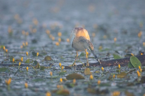 Squacco Heron (Ardeola ralloides) in the fog Hungary