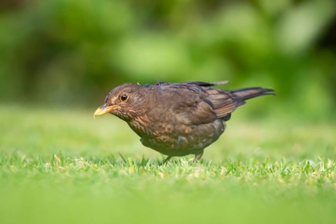Eurasian blackbird (Turdus merula) adult female garden bird feeding on a grass lawn, England,