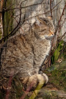 Carnivora, felis silvestris, predators, wildcat, high size, portrait format, mammals, raptors,