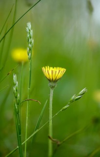 Asteraceae, danthonia decumbens, three-toothed, hawkweed, hieracium pilosella, small hawkweed,
